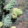 Cylindropuntia_whipplei